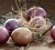 Přírodní barvení velikonočních vajíček